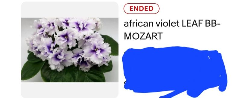 - VV Mozart