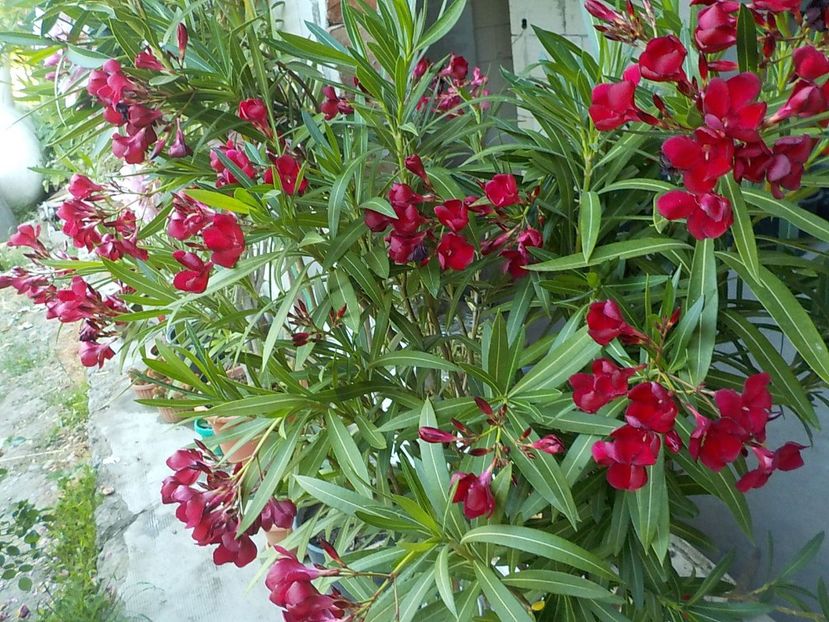  - barsonyos mely bordo- nr 2