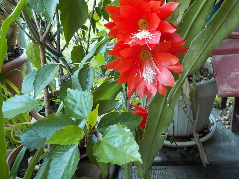  - Genul Epiphyllum