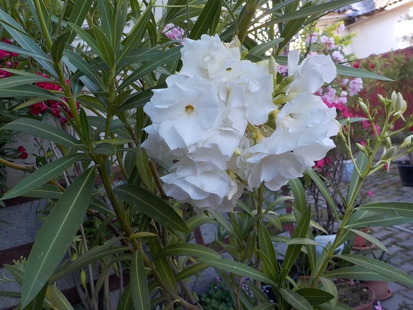  - mont blanc leandru nr 22