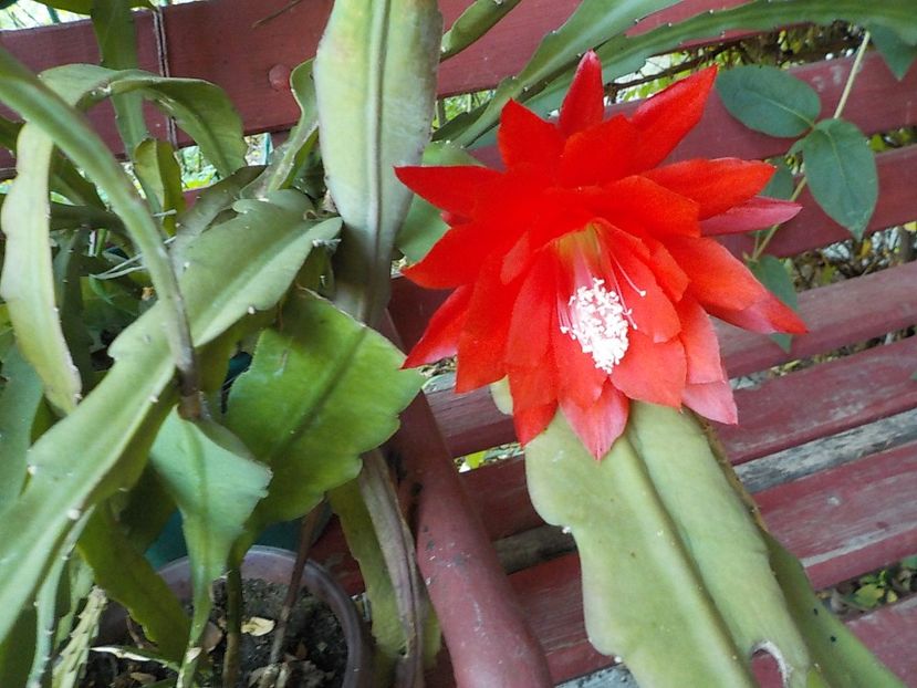  - Genul Epiphyllum