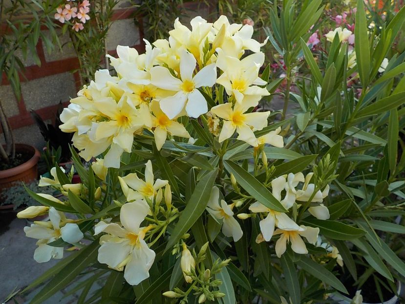  - maria gambeta nr 25