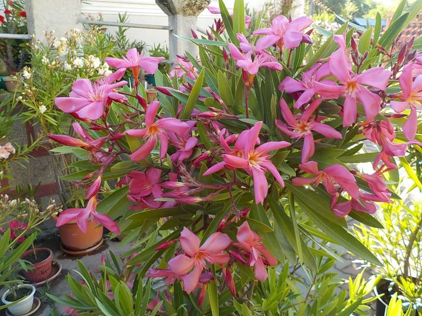  - maresciallo graziani nr 79