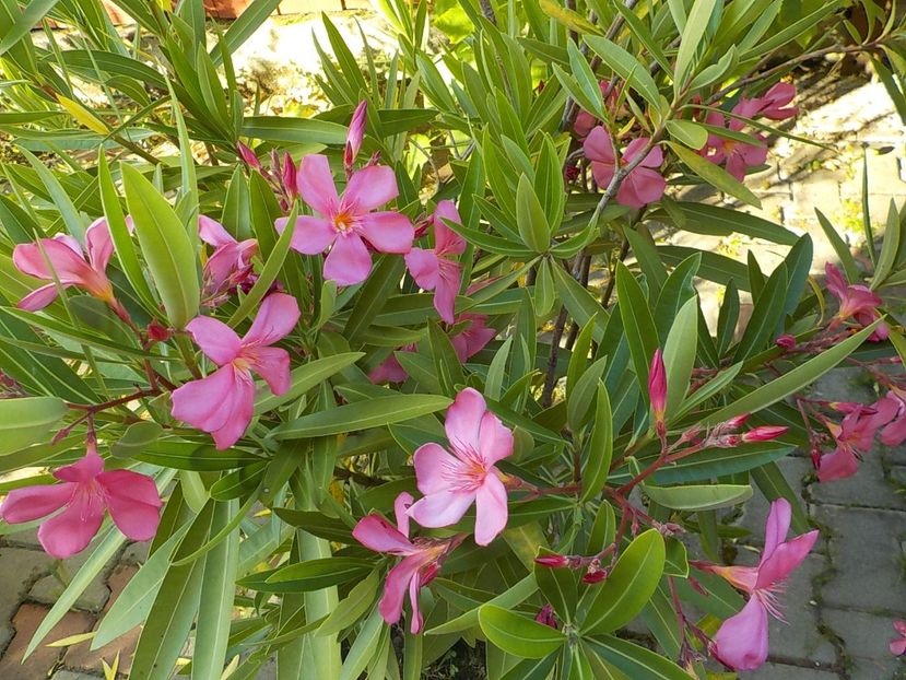  - maresciallo graziani nr 79