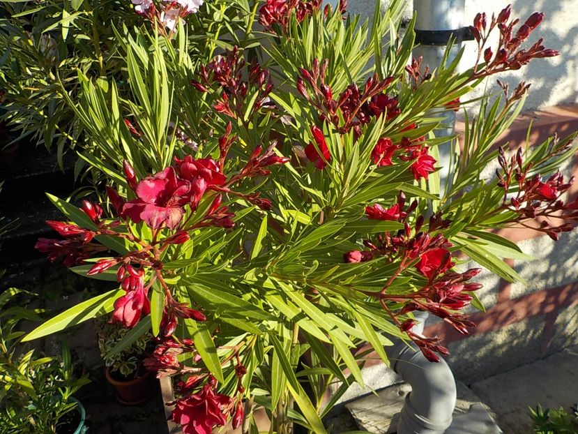  - hegies szirmus nr 63