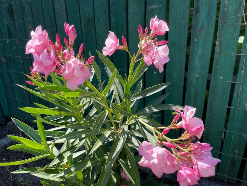  - 0006 - Leandri 2023-2024-2025