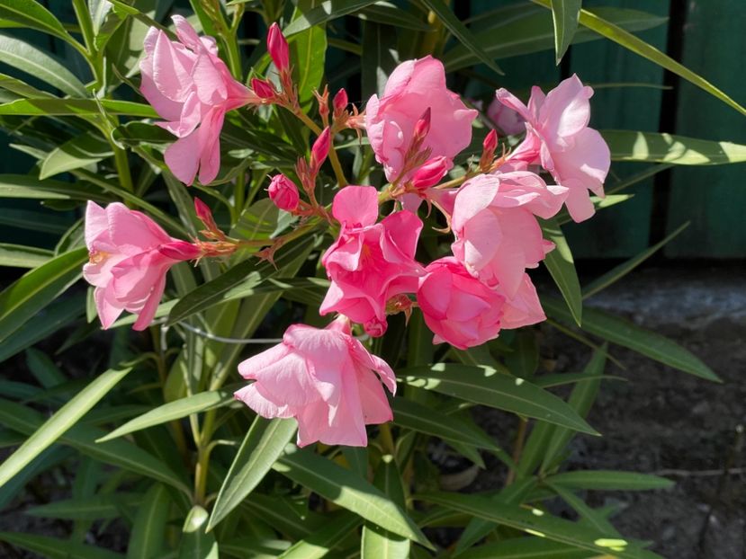  - 0006 - Leandri 2023-2024-2025