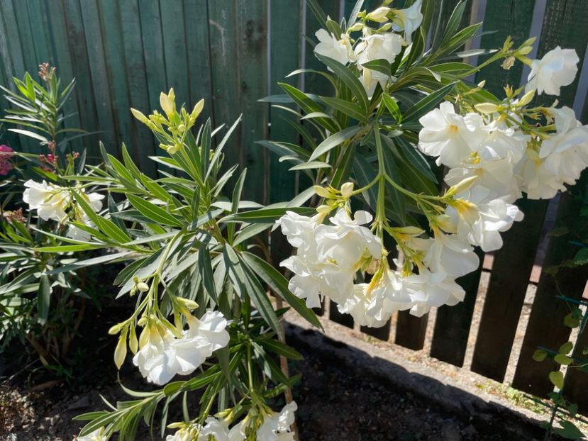  - 0006 - Leandri 2023-2024-2025