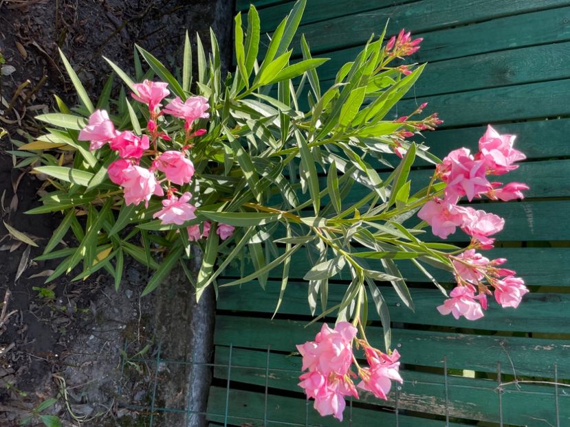  - 0006 - Leandri 2023-2024-2025