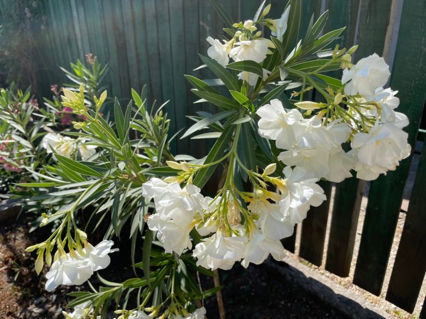  - 0006 - Leandri 2023-2024-2025