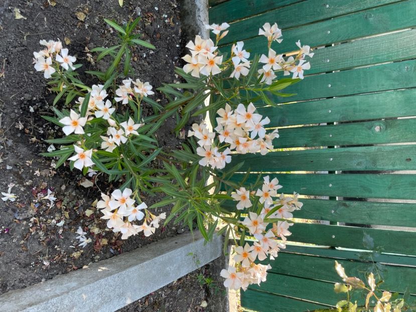  - 0006 - Leandri 2023-2024-2025