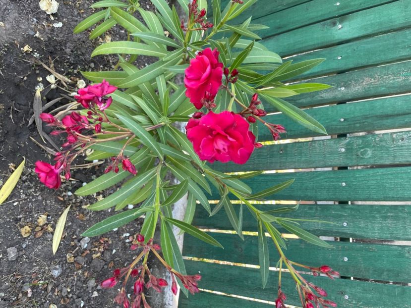  - 0006 - Leandri 2023-2024-2025