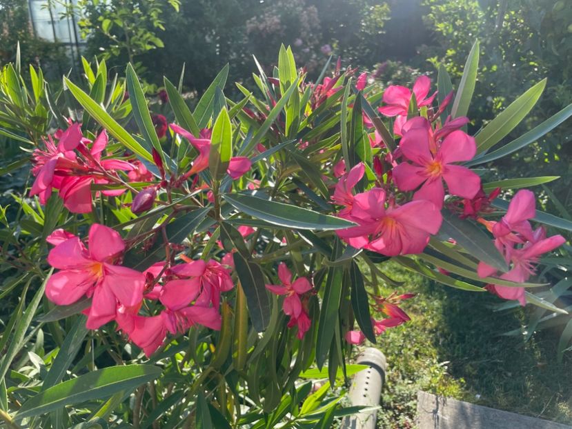  - 0006 - Leandri 2023-2024-2025