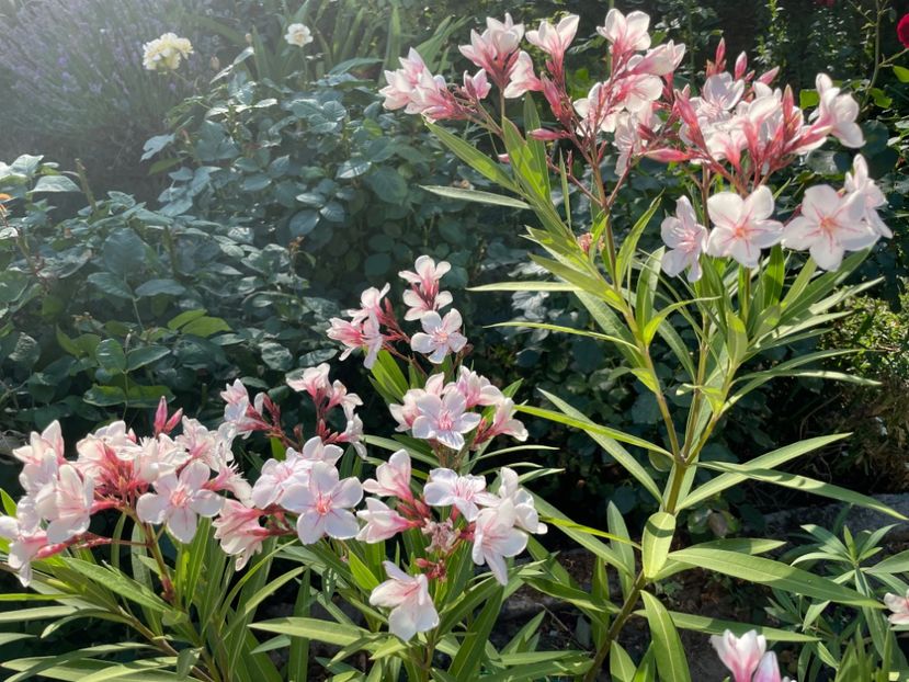  - 0006 - Leandri 2023-2024-2025