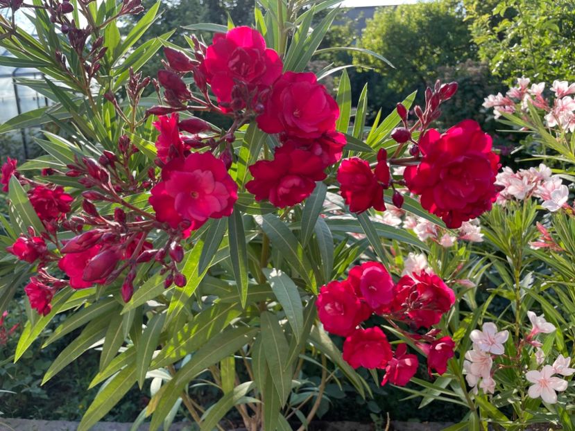  - 0006 - Leandri 2023-2024-2025