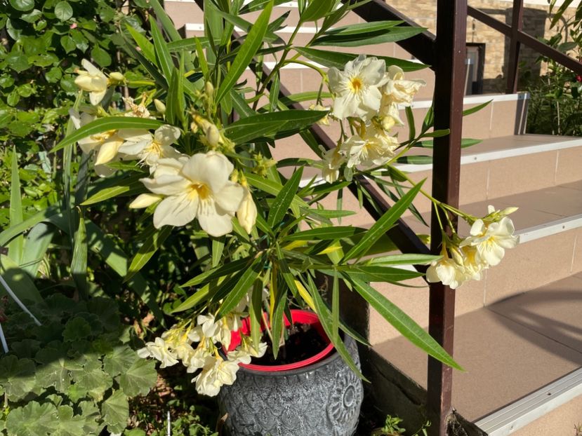  - 0006 - Leandri 2023-2024-2025