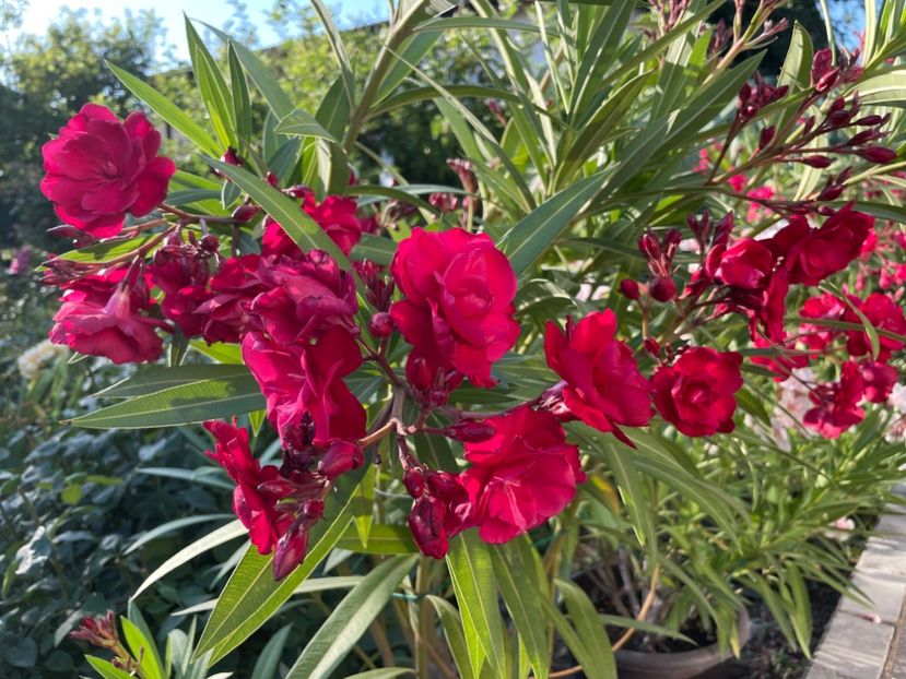  - 0006 - Leandri 2023-2024-2025