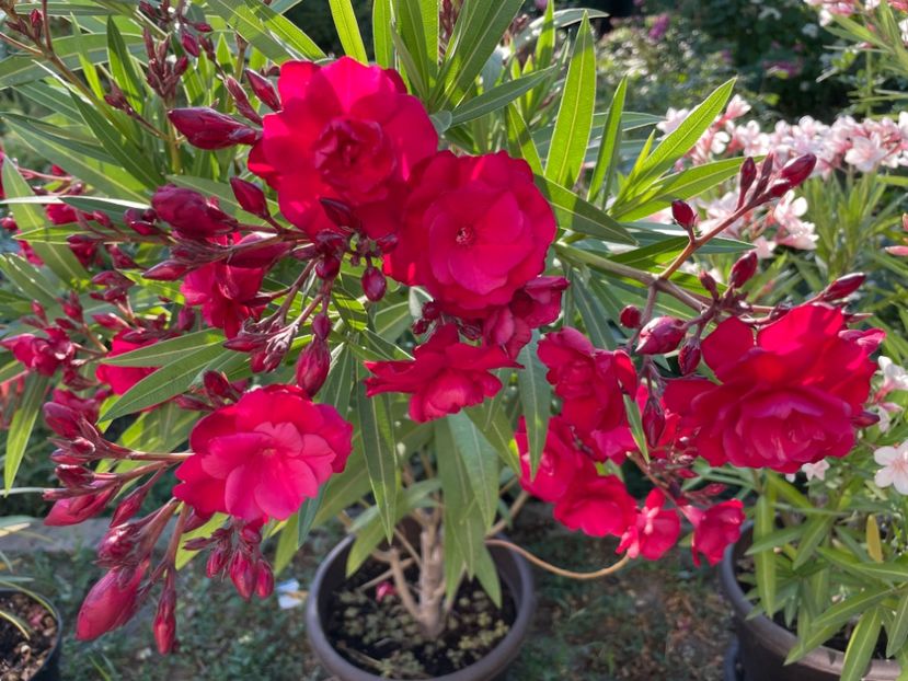  - 0006 - Leandri 2023-2024-2025