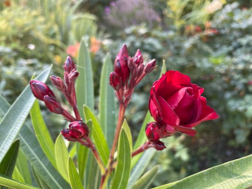  - 0006 - Leandri 2023-2024-2025