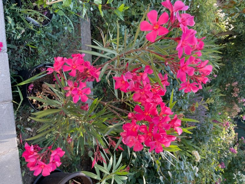  - 0006 - Leandri 2023-2024-2025