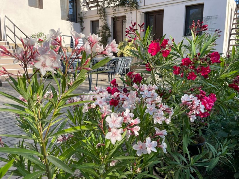  - 0006 - Leandri 2023-2024-2025