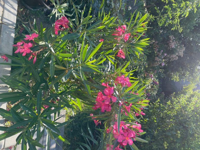  - 0006 - Leandri 2023-2024-2025