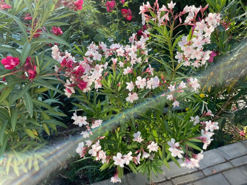  - 0006 - Leandri 2023-2024-2025