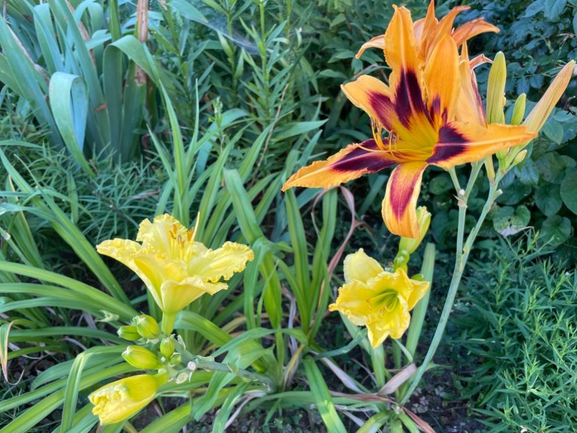  - 0009 Hemerocalisi 2023 - 2024 -2025