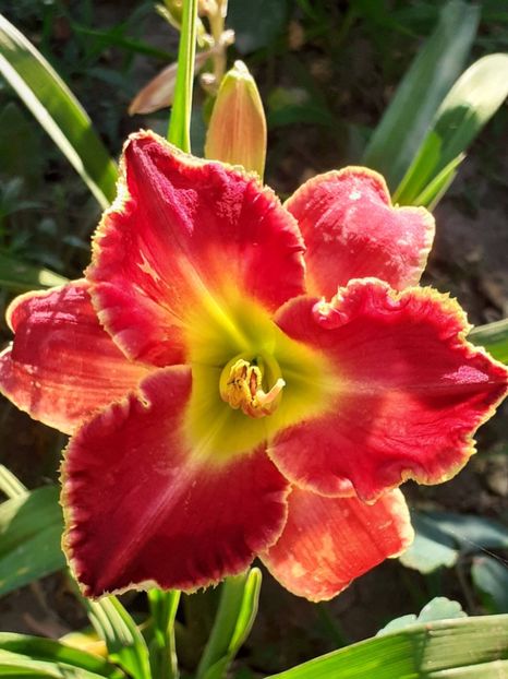  - 0001 HEMEROCALLIS - DELPHINUM