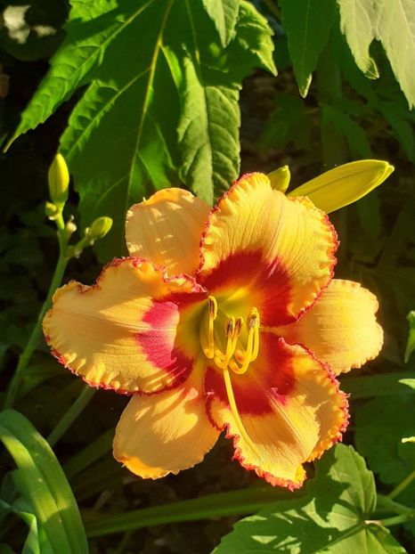  - 0001 HEMEROCALLIS - DELPHINUM