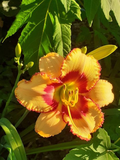  - 0001 HEMEROCALLIS - DELPHINUM