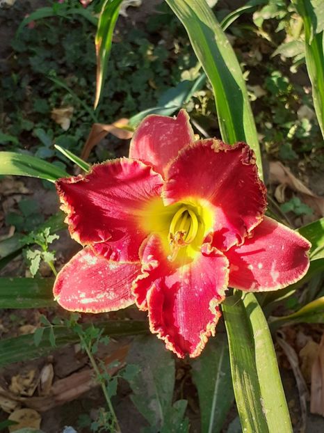  - 0001 HEMEROCALLIS - DELPHINUM
