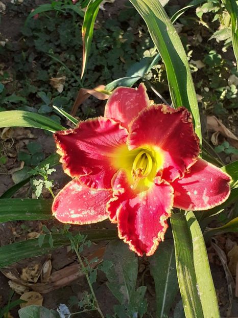  - 0001 HEMEROCALLIS - DELPHINUM