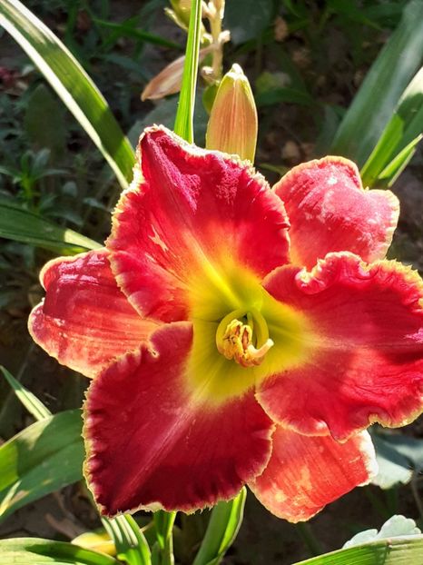  - 0001 HEMEROCALLIS - DELPHINUM