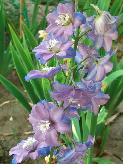  - 0001 HEMEROCALLIS - DELPHINUM