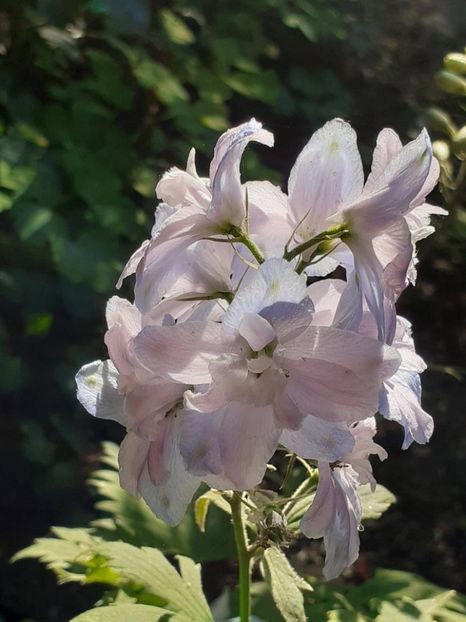  - 0001 HEMEROCALLIS - DELPHINUM
