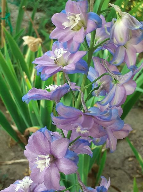  - 0001 HEMEROCALLIS - DELPHINUM