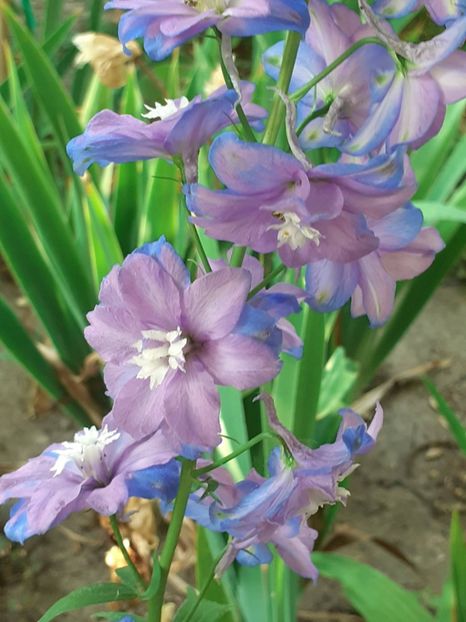  - 0001 HEMEROCALLIS - DELPHINUM