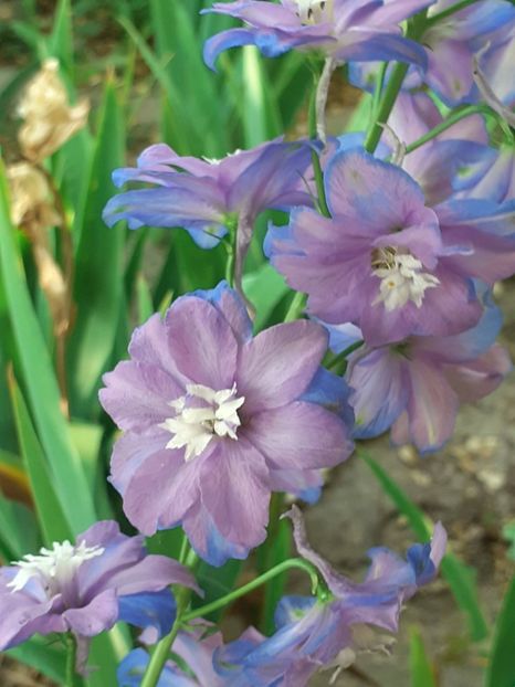  - 0001 HEMEROCALLIS - DELPHINUM