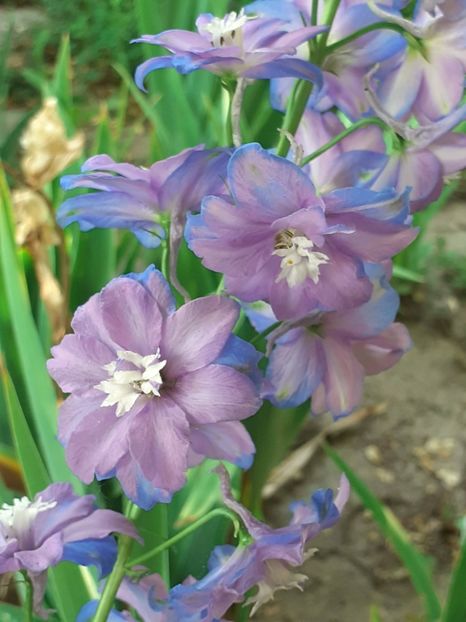  - 0001 HEMEROCALLIS - DELPHINUM