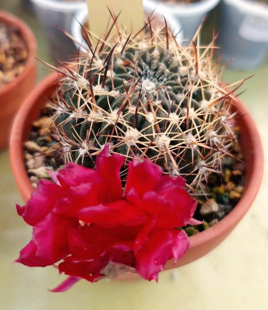 Lobivia pampana - Lobivia pampana