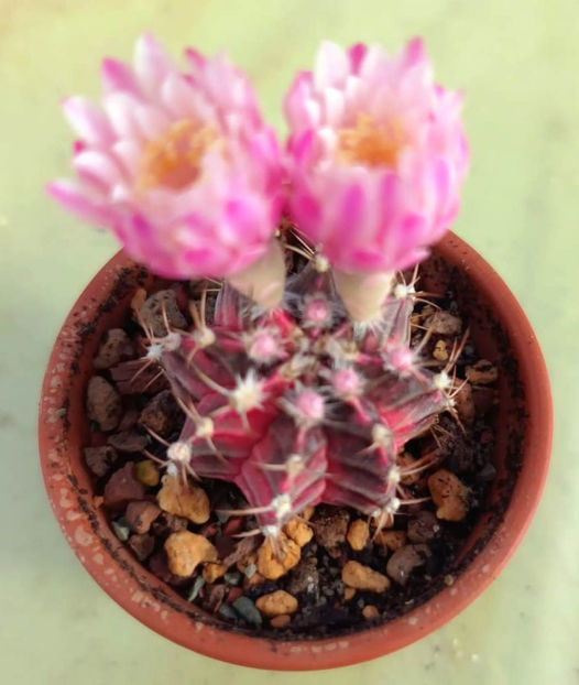 Gymnocalycium mihanovichii variegata - Gymnocalycium mihanovichii variegata