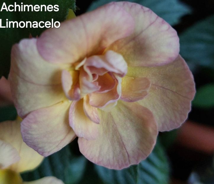  - 2025 - Achimenes