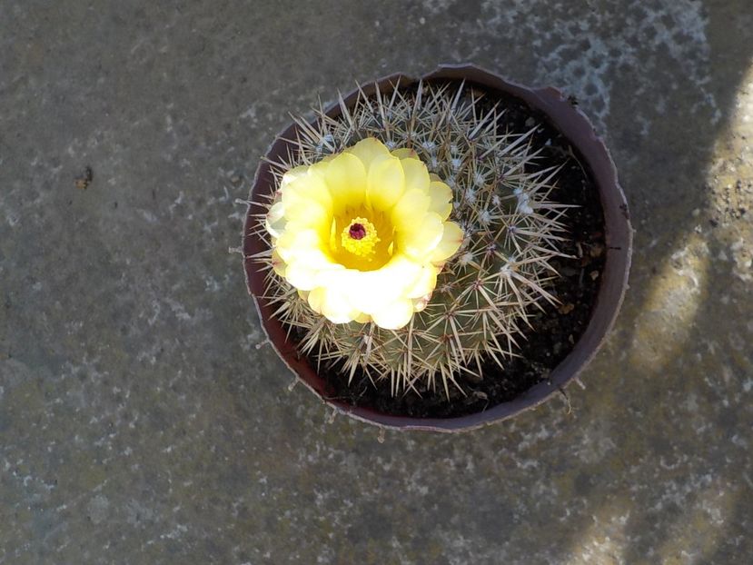  - Genul Notocactus