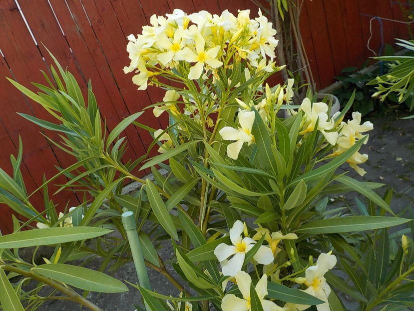  - maria gambeta nr 25