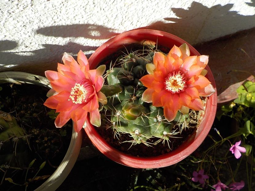  - gymnocalicium horstii