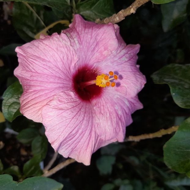 05.07.2025 - HIBISCUSI 2025-3