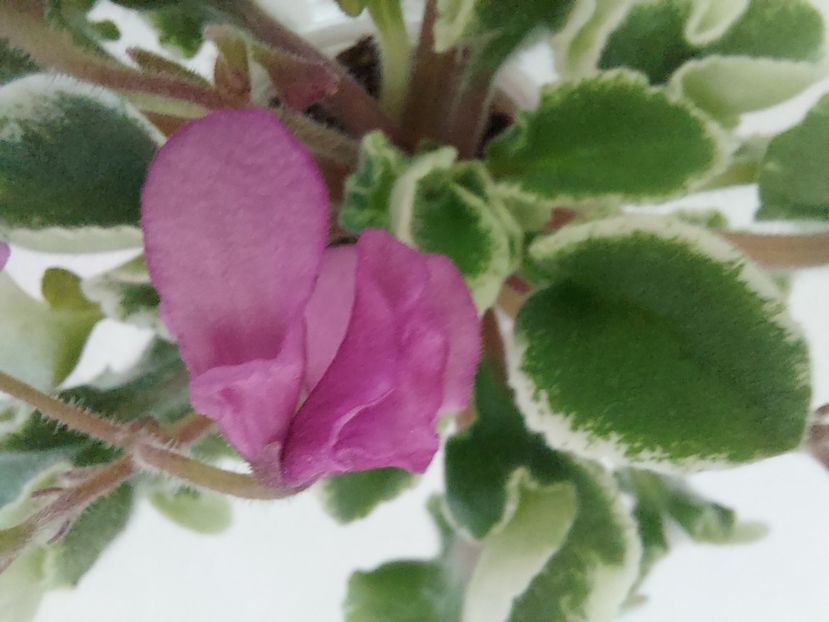  - Violeta Tser Sbylas Mechta