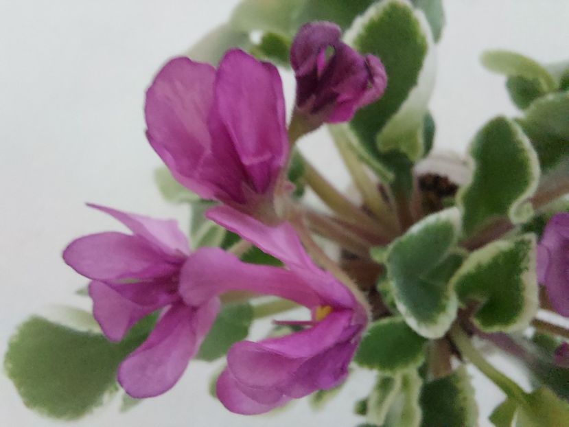  - Violeta Tser Sbylas Mechta