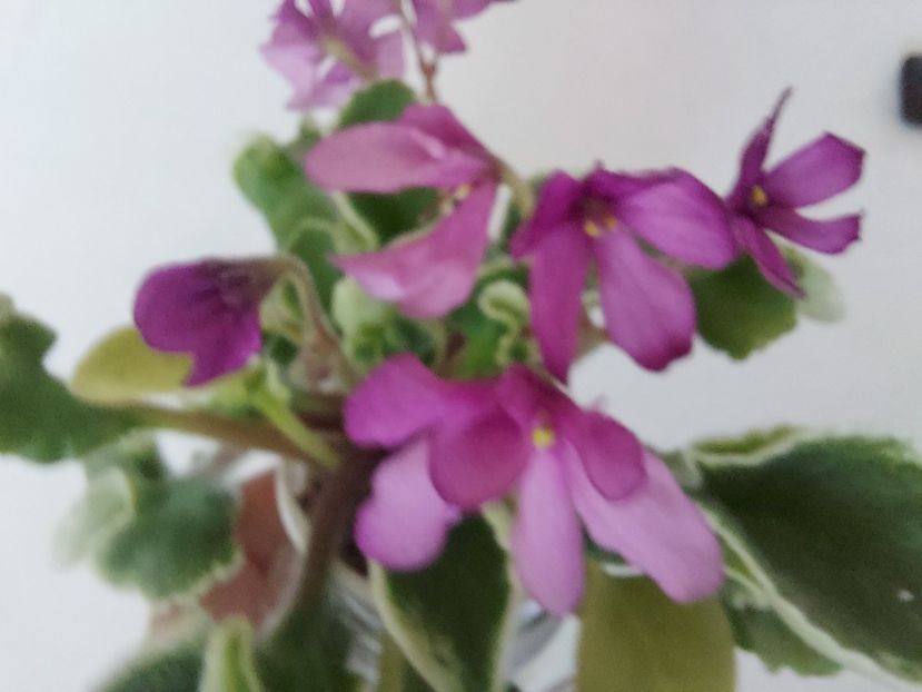  - Violeta Tser Sbylas Mechta